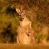 Klokan obrovsky - Macropus giganteus - Eastern Grey Kangaroo 4914